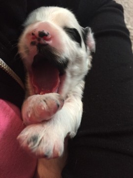 B yawn